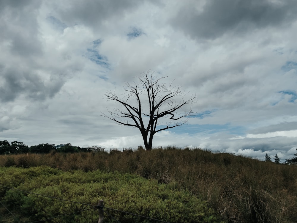 leafless tree on green grass field under cloudy sky