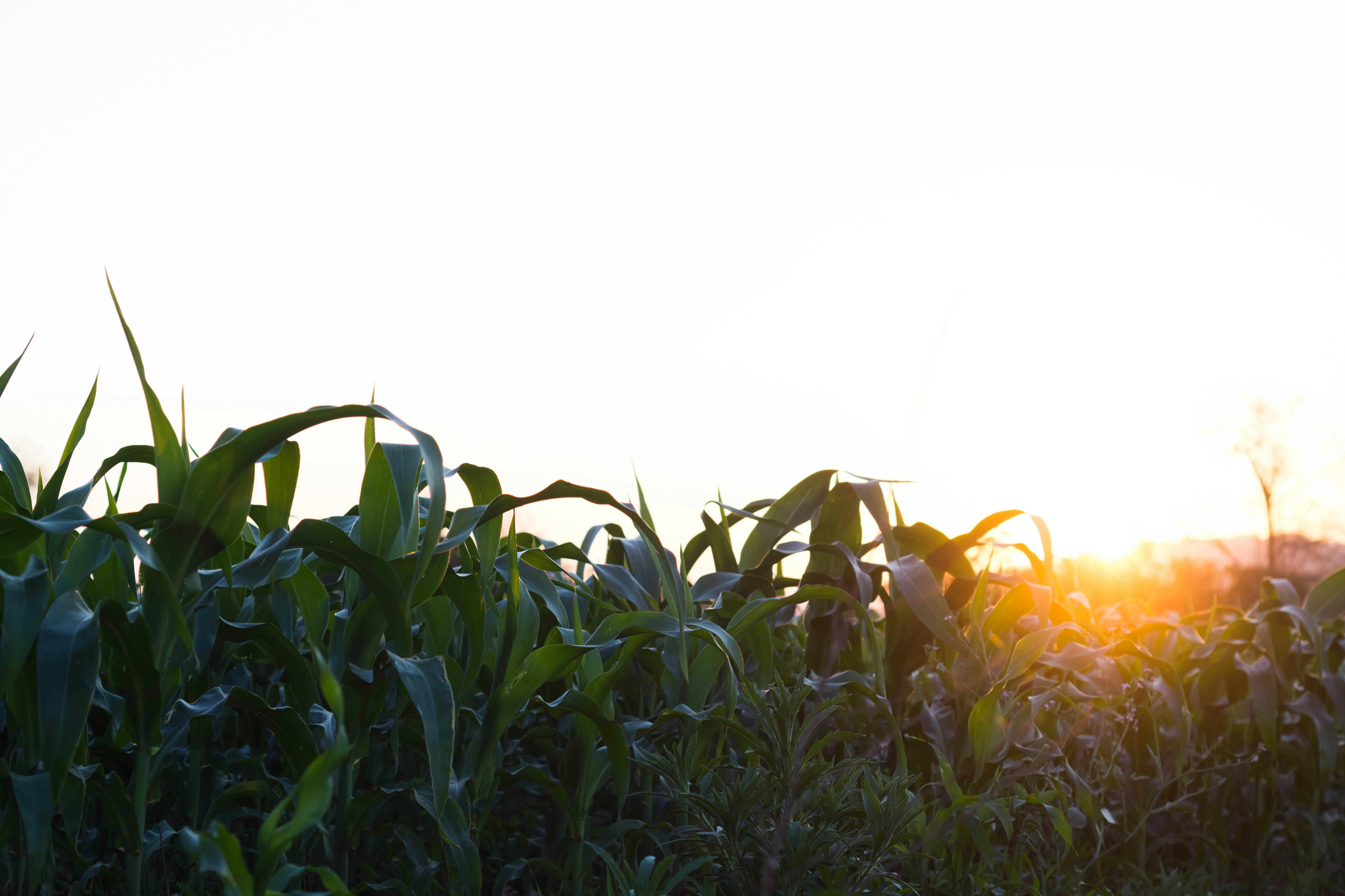 Photo by lucasgwendt