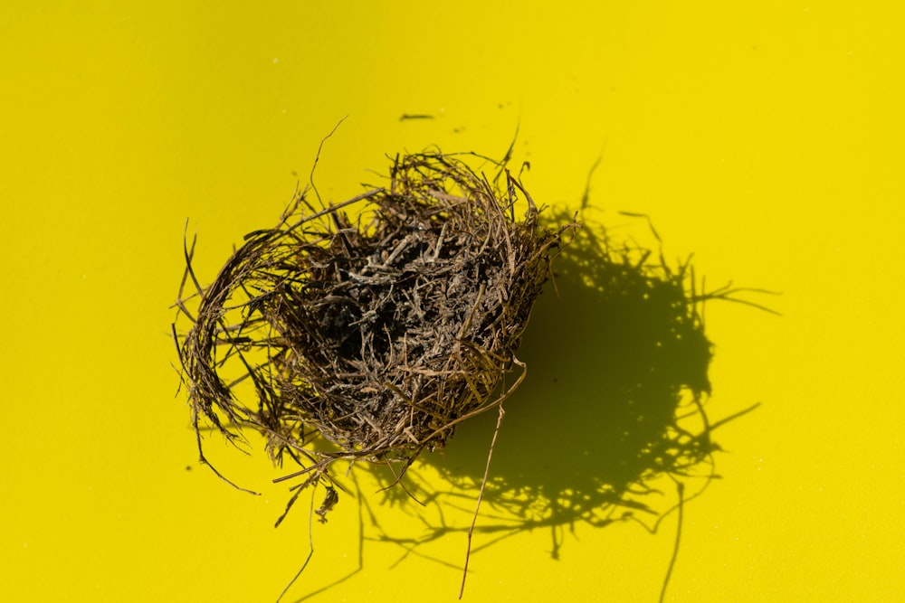 green nest on yellow surface