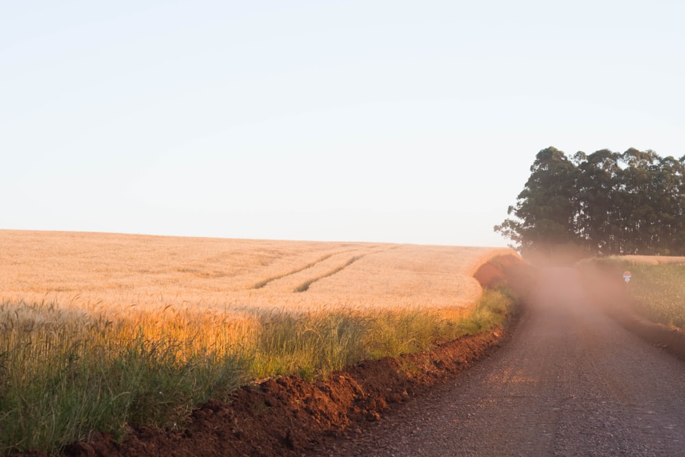 brown field under white sky during daytime