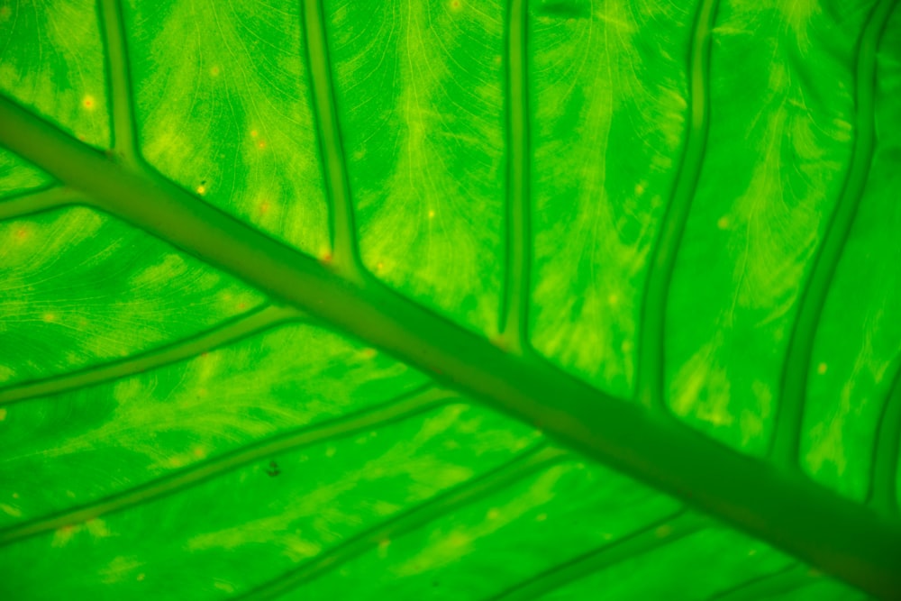 green leaf in close up photography