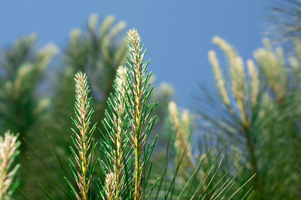 green wheat field during daytime