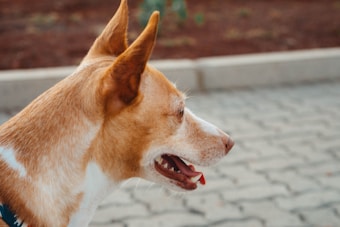 A medium-sized dog with a mix of white and light brown fur, shown in profile with its mouth slightly open. The dog is standing on a paved area, possibly a sidewalk, with blurred greenery and soil in the background.