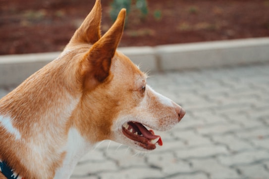 A medium-sized dog with a mix of white and light brown fur, shown in profile with its mouth slightly open. The dog is standing on a paved area, possibly a sidewalk, with blurred greenery and soil in the background.