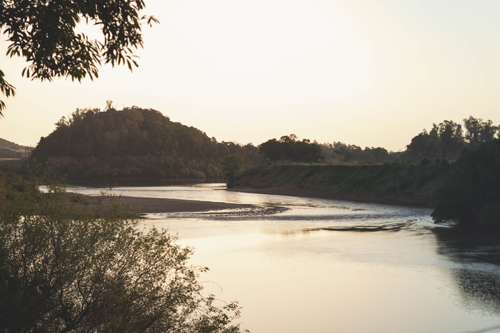 green trees beside body of water during daytime