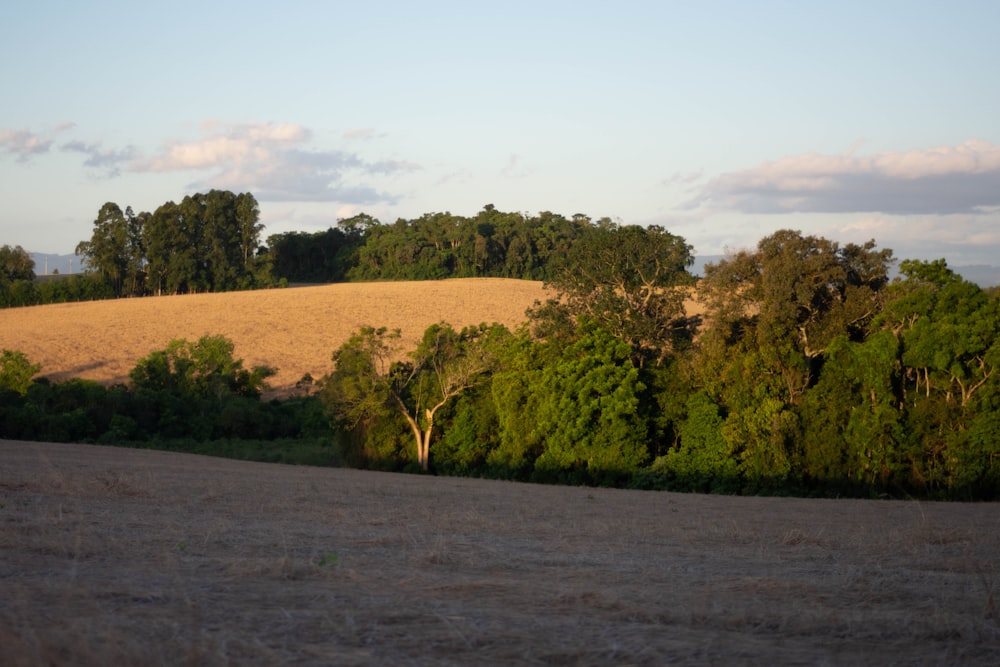 green trees under white sky during daytime