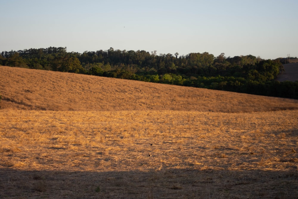 green trees on brown field during daytime