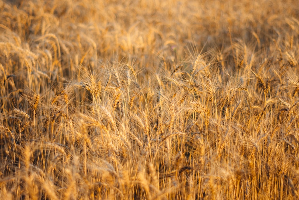 brown grass field during daytime