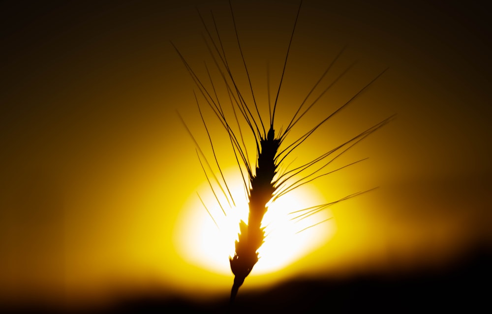 silhouette of a person holding a stick during sunset