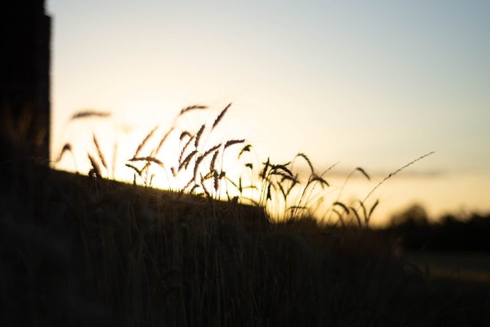 silhouette of grass during daytime