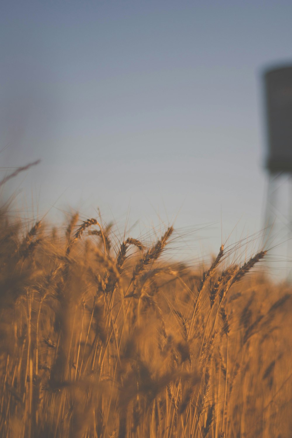 brown grass field during daytime