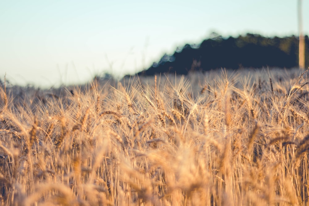 brown grass field during daytime