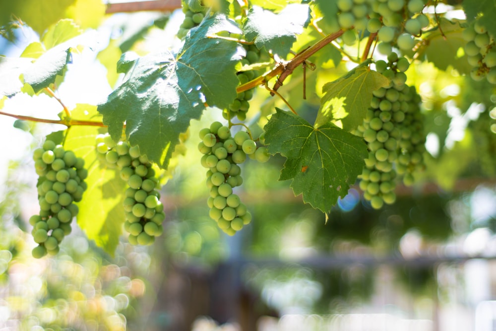 uvas verdes en palo marrón