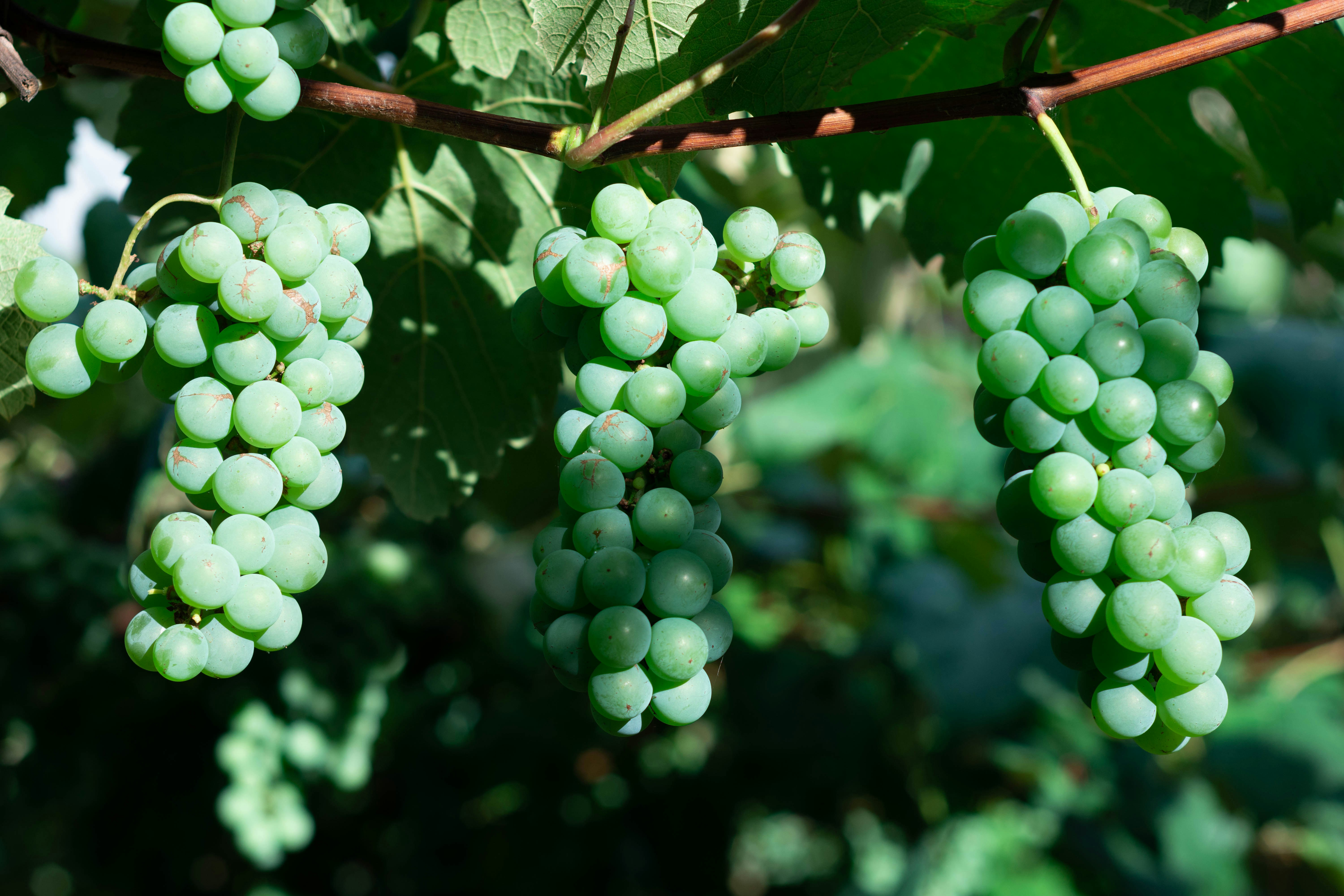 Photo by lucasgwendt