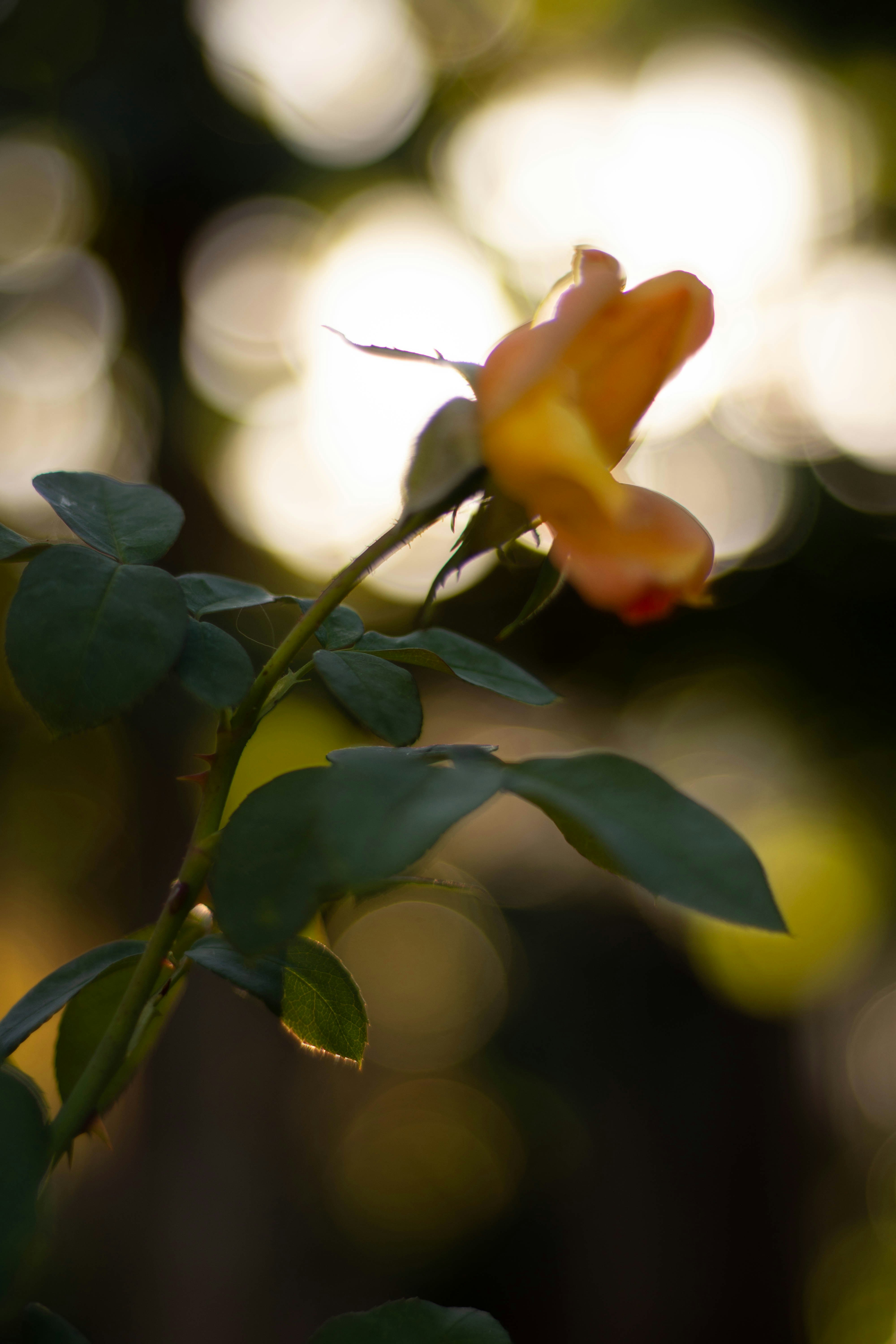 Photo by lucasgwendt