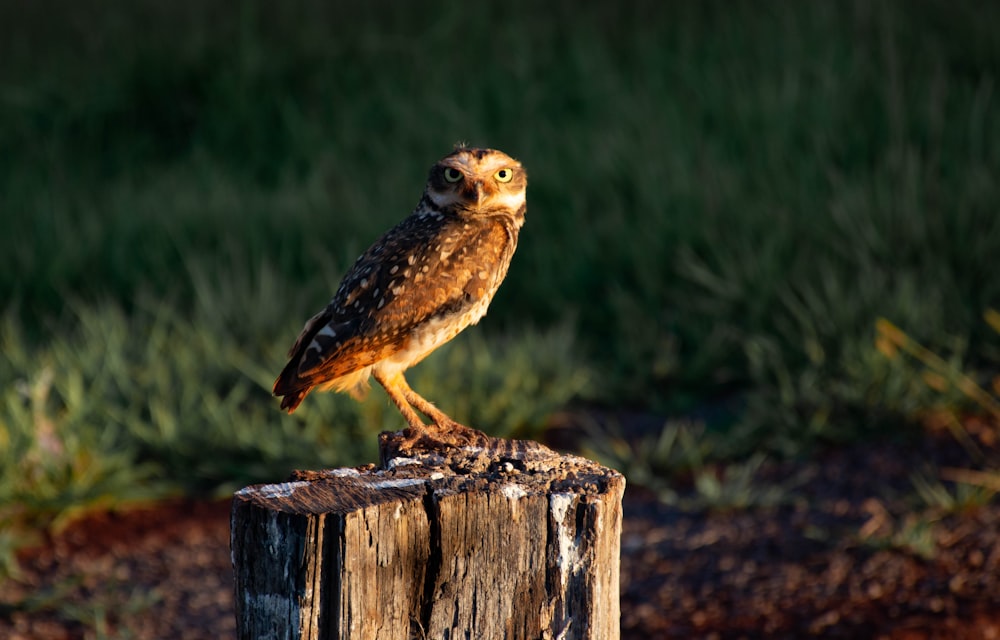 brown and white owl on brown wooden fence during daytime