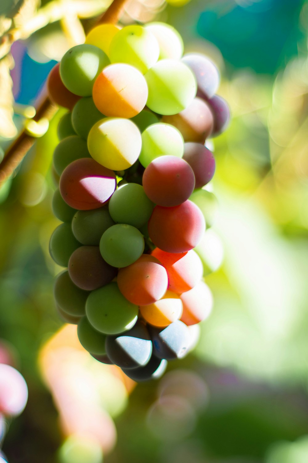 green and red round fruit