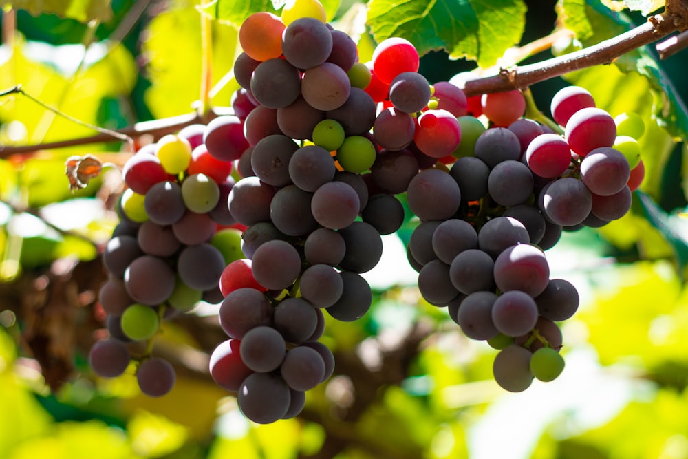 purple grapes in close up photography