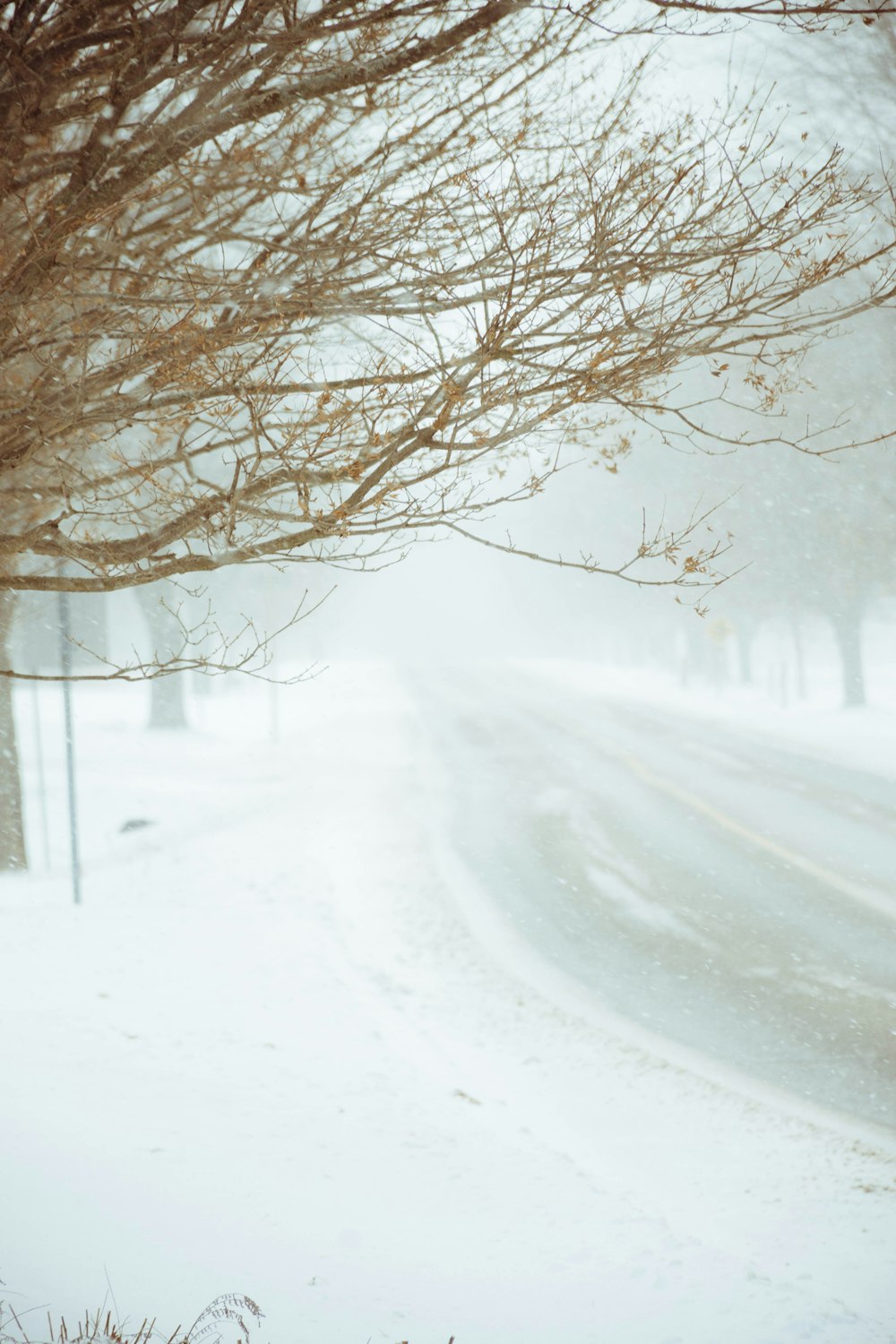 brown bare trees on snow covered ground during daytime