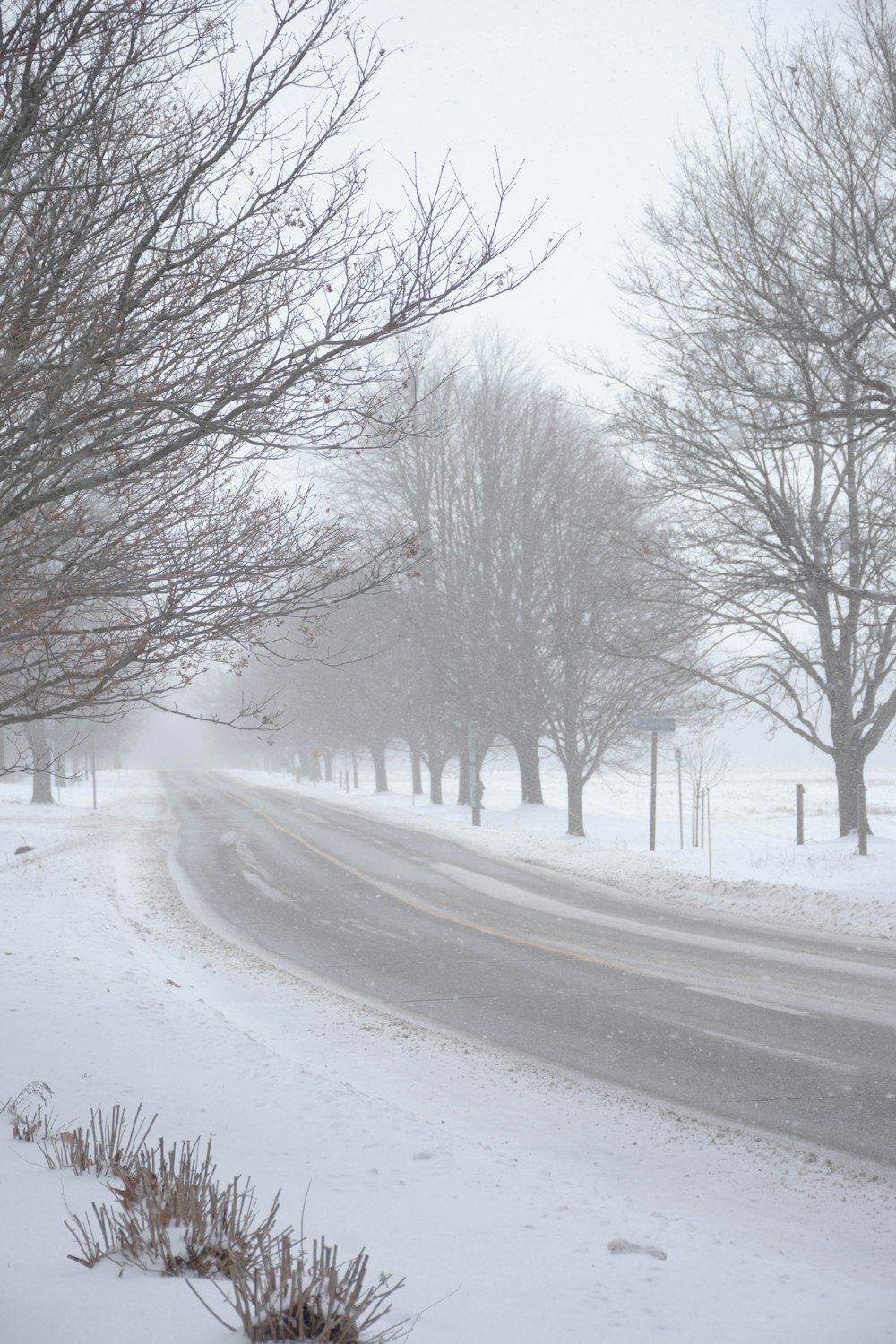 snow covered road between bare trees during daytime