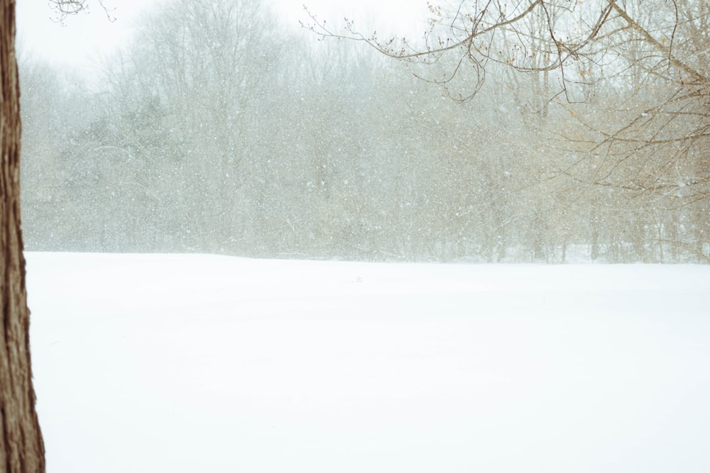 leafless trees on snow covered ground