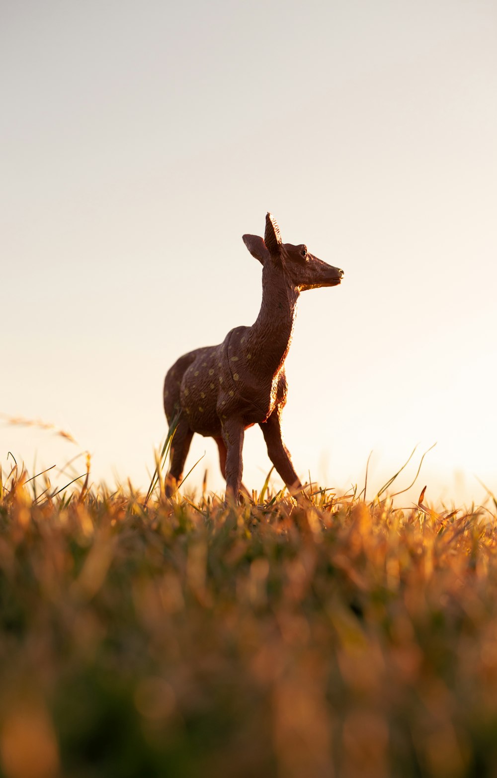 brown deer on brown grass during daytime