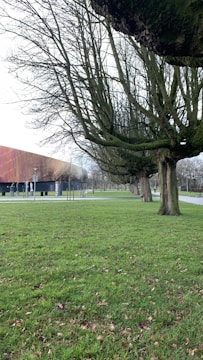 A row of leafless trees with moss-covered branches is prominently displayed alongside a green, well-maintained lawn. In the background, there's a modern building with colorful panels. Concrete pathways run parallel to the trees and grass, and lampposts are also visible.
