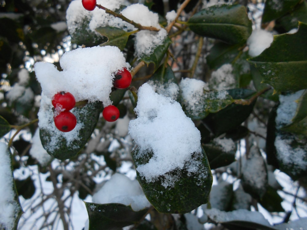 red round fruits covered with snow