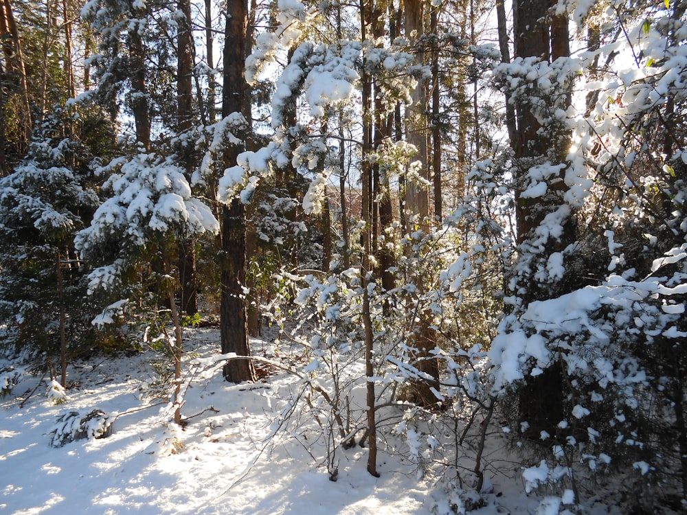 brown trees on snow covered ground during daytime