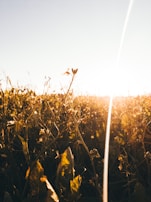 A field of wildflowers swaying gently in a warm golden sunset.