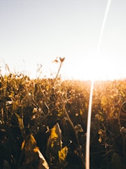 A warm sunlit field with wildflowers swaying gently around a child chasing a kite.