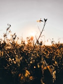 Sunset over the homestead fields with wildflowers in the foreground.