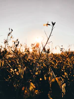 Sunset over the Sierra de la Axarquía with warm amber light illuminating wildflowers.
