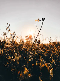 Sunset over the Sierra de la Axarquía with golden light filtering through bee-friendly wildflowers.