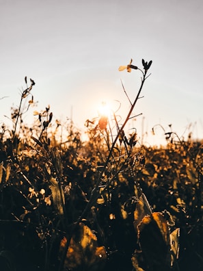 Sunset over the homestead fields with wildflowers in the foreground.