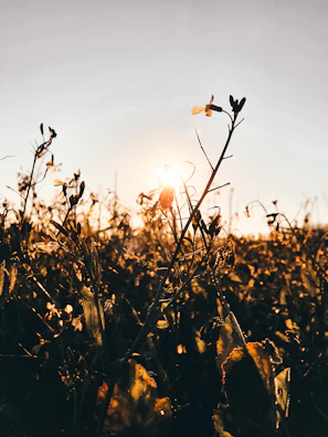 Golden sunset casting warm light over the rolling hills of Axarquía with bees flying near wildflowers.