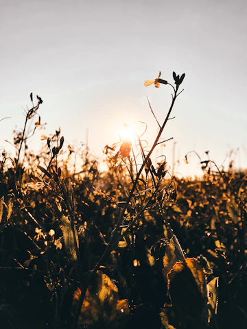 Sunset over the Sierra de la Axarquía with golden light filtering through bee-friendly wildflowers.