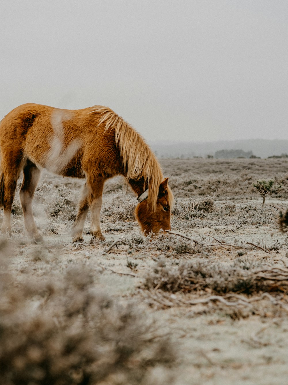 Cavallo marrone e bianco sul campo marrone durante il giorno