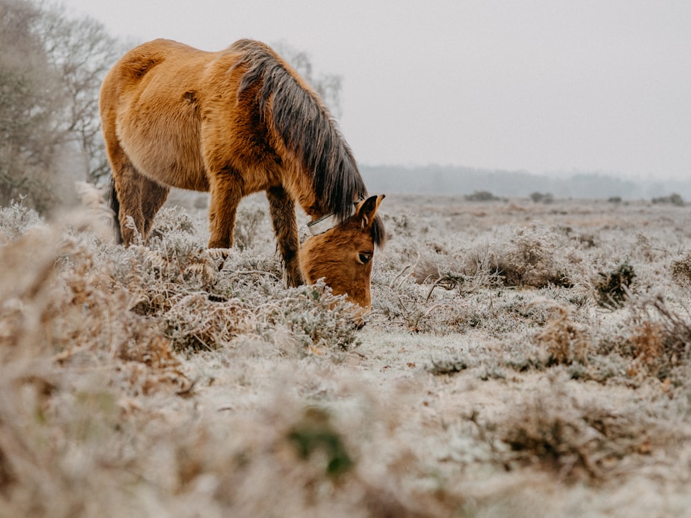 brown horse on brown field during daytime