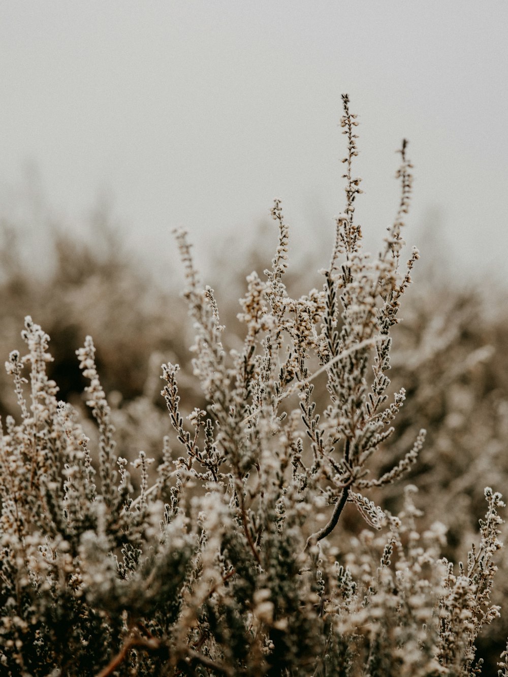 Campo de flores marrones y blancas durante el día