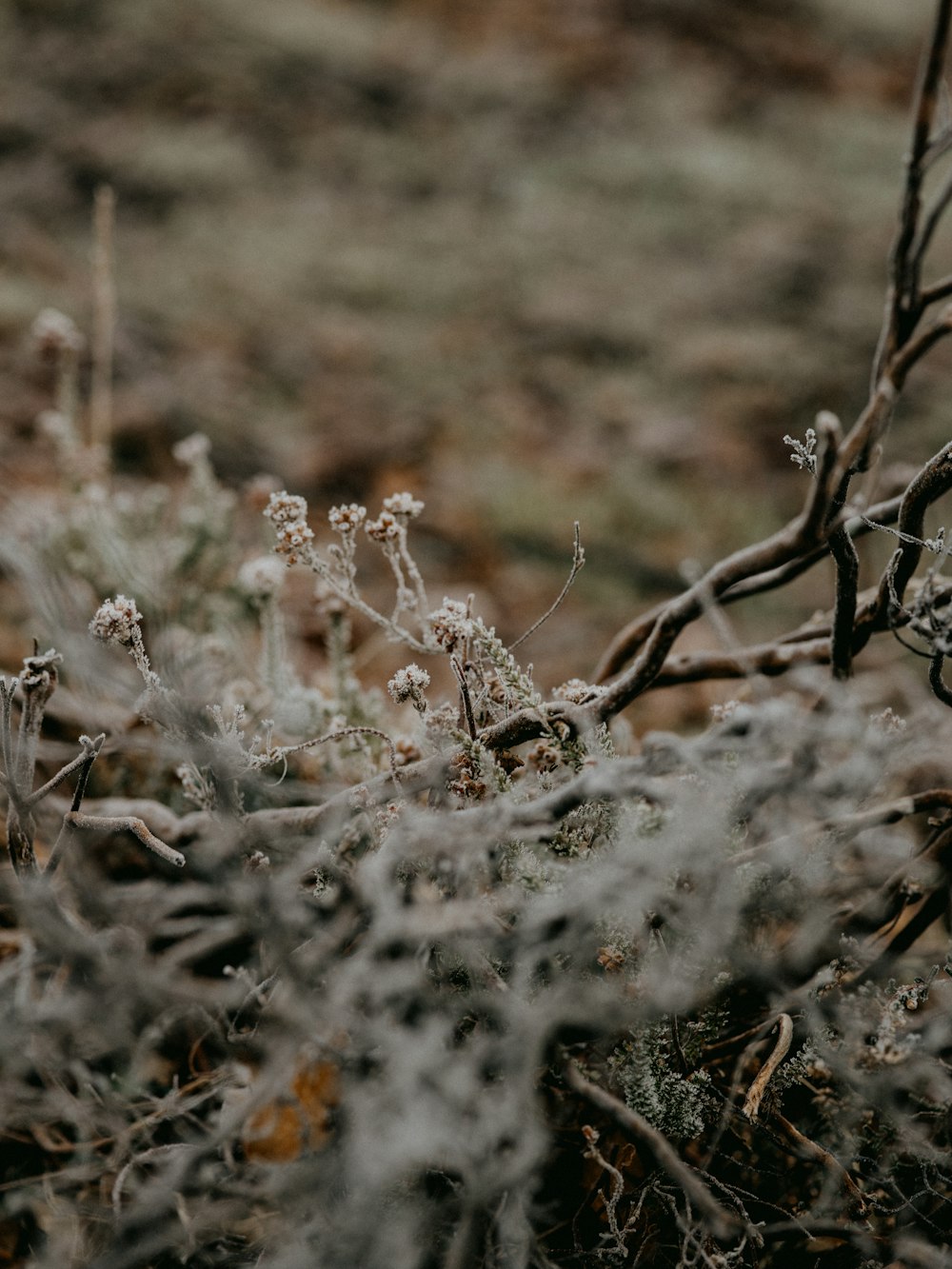 white flowers on brown grass field during daytime