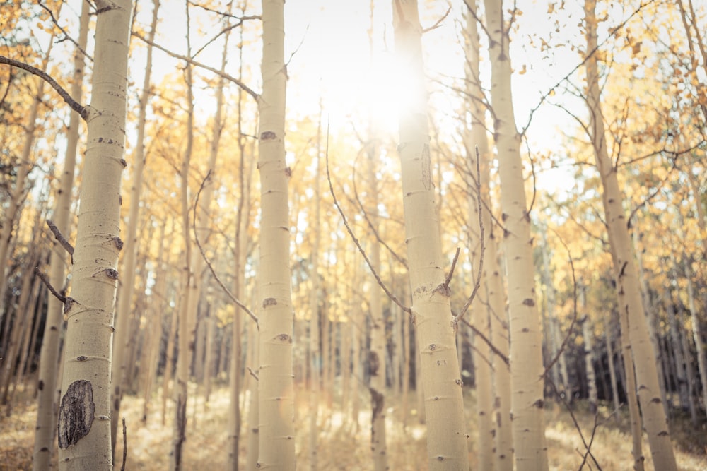 brown trees with white fog during daytime