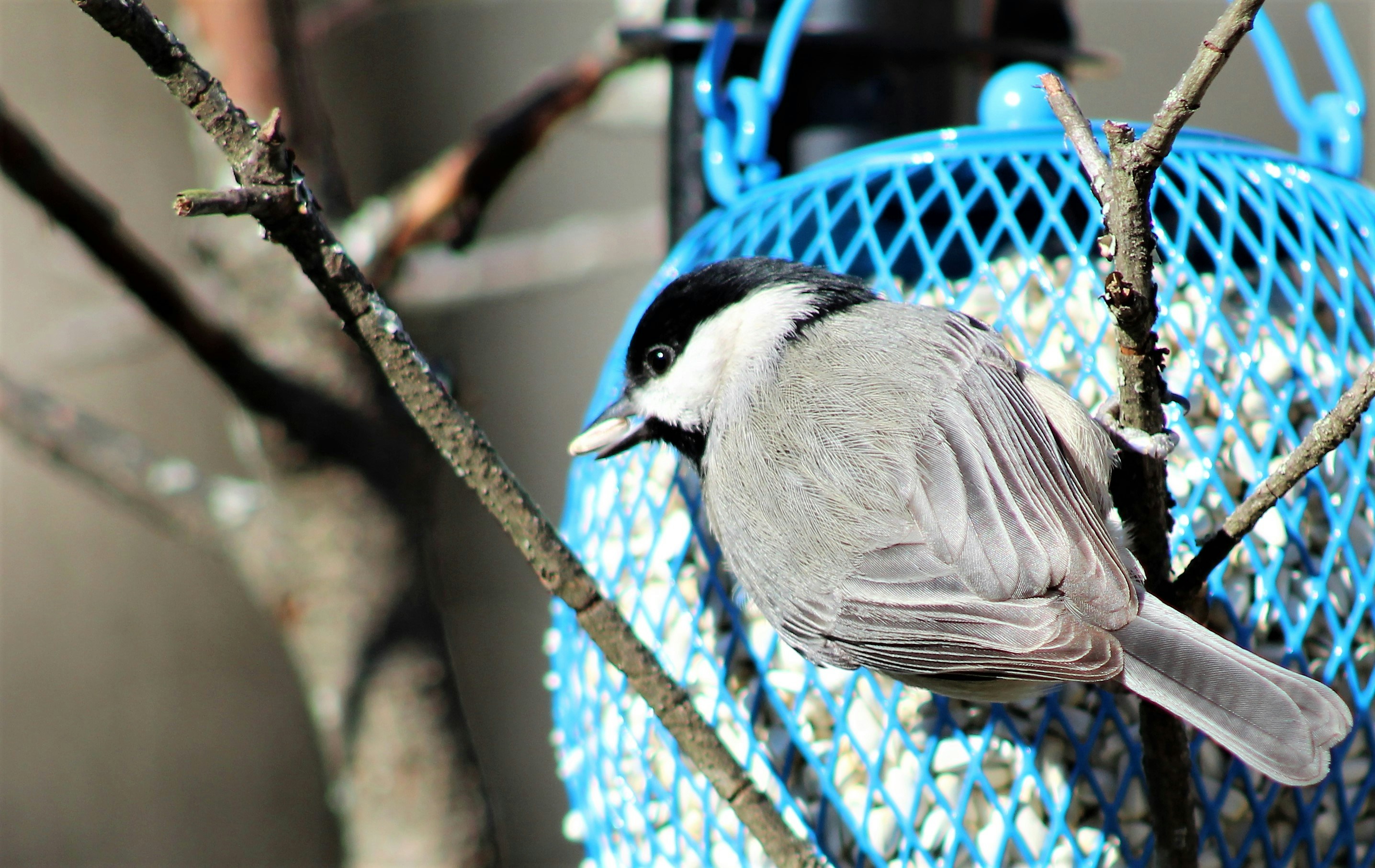 Photo by arkansas007