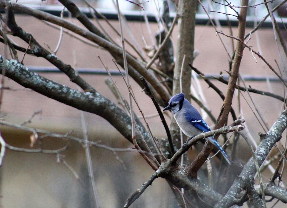 blue and white bird on brown tree branch during daytime