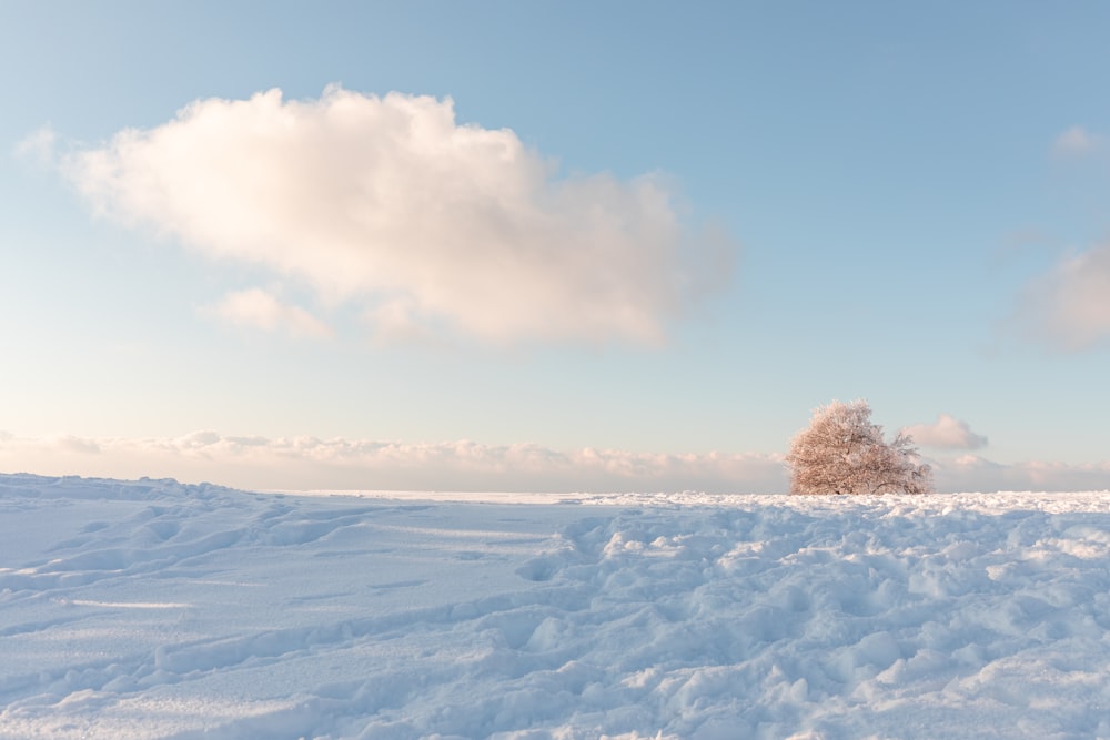 árvore verde no chão coberto de neve sob o céu azul durante o dia