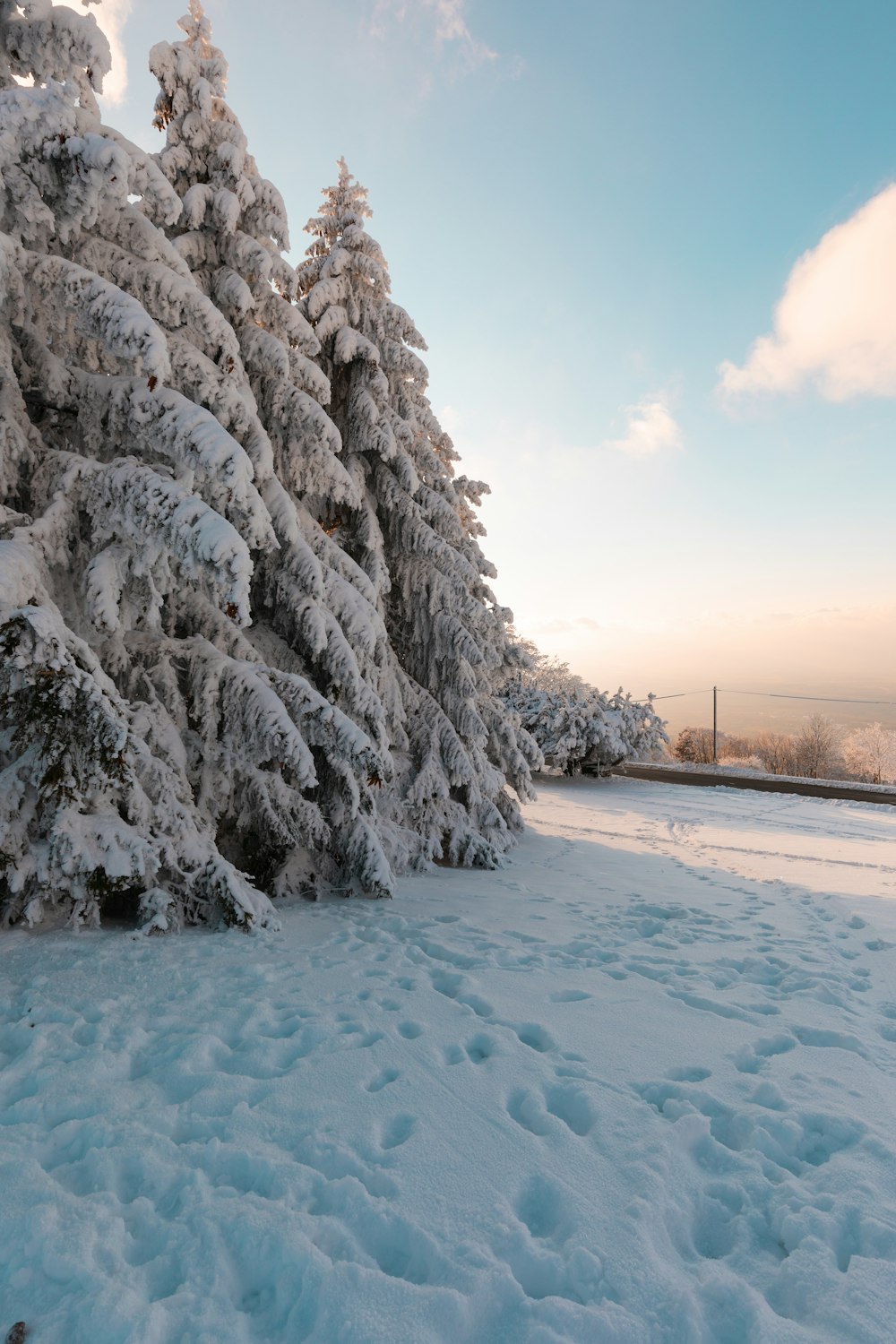 Schneebedeckte Bäume tagsüber