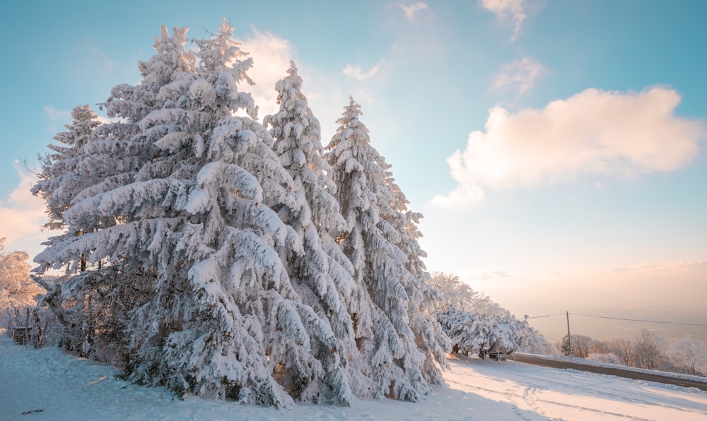 Árbol cubierto de nieve blanca cerca del cuerpo de agua durante el día