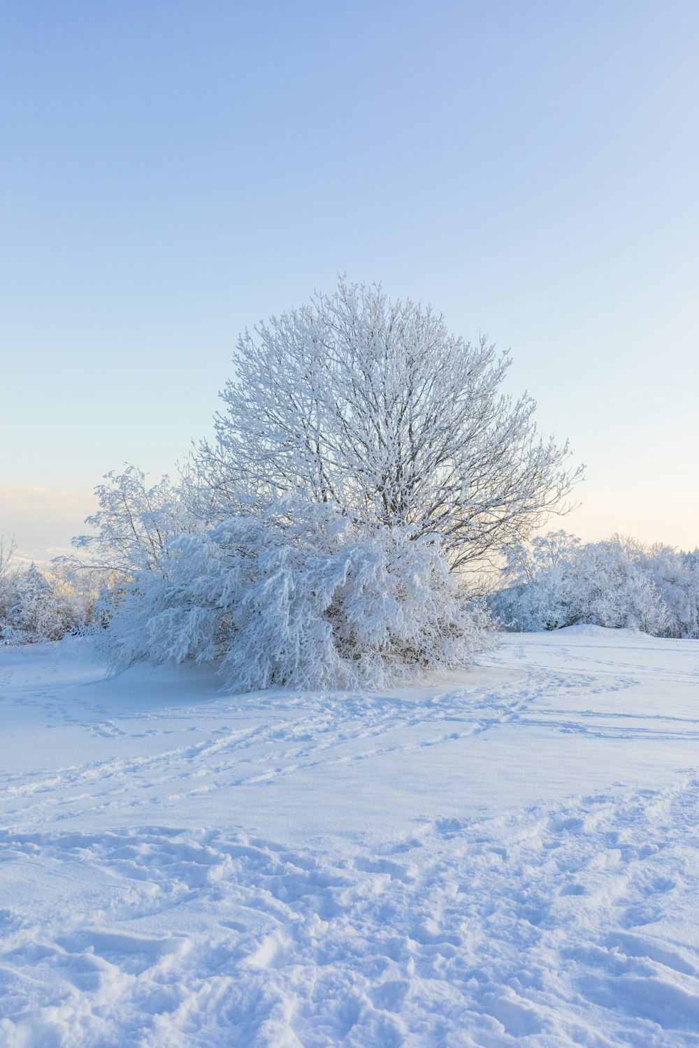 日中の雪に覆われた木々