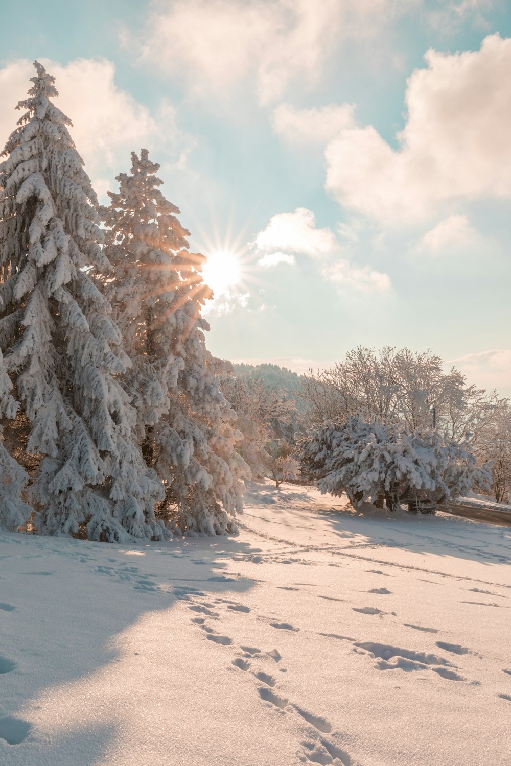 white trees on white sand during daytime