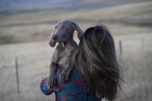 A person with long hair, wearing a blue shirt adorned with red dachshund patterns, is holding a gray Weimaraner puppy outdoors. The background features an expansive, blurred landscape with muted green and brown tones, suggesting a rural or countryside setting.